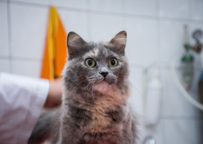 Ветеринарна помощ за котки - Поморие